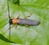 Oberea pupillata